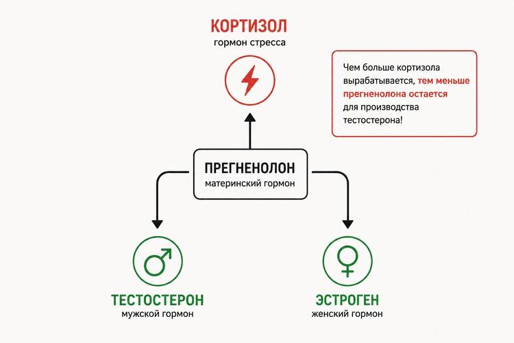 гормон стресса кортизол