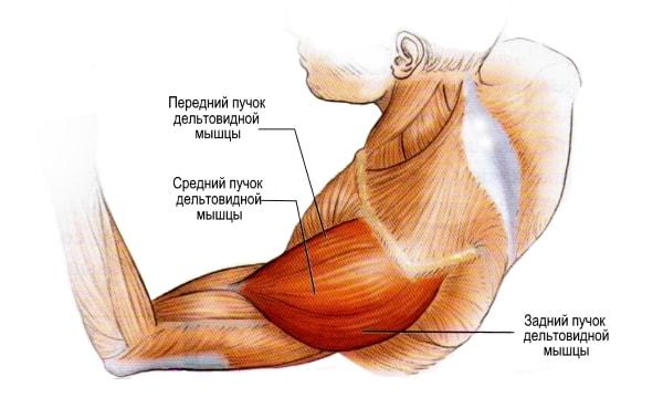 плечевые мышечные группы