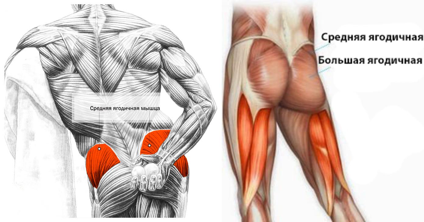 Болят мышцы попы. Малая ягодичная мышца анатомия. Средняя ягодичная мышца болит. Большая средняя и малая ягодичные мышцы. Средняя яшлдичная мышцы.