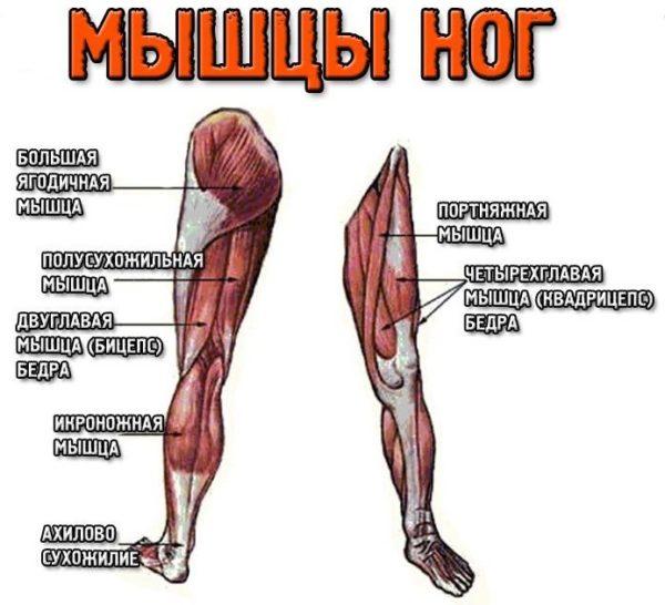 анатомия коленных суставов