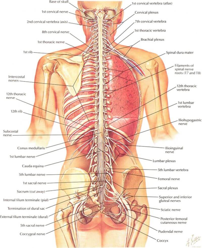 анатомия спины