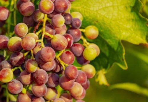 виноград - польза для человека
