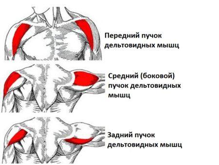 анатомия основных мышечных волокон
