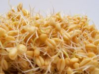 Зародыши (проростки) пшеницы для здоровья и долголетия
