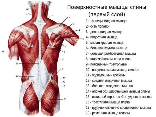 тренировка спины - анатомия