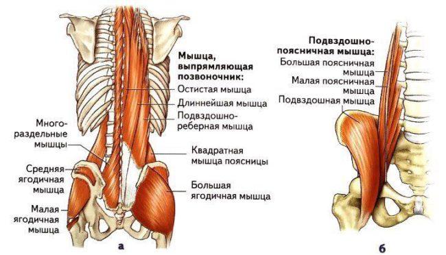 тренировка спины - поясница