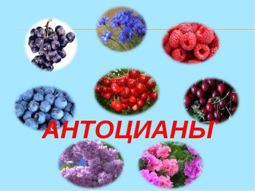 антоцианы в ягодах и фруктах