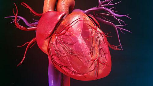 связь икроножной мускулатуры и сердца