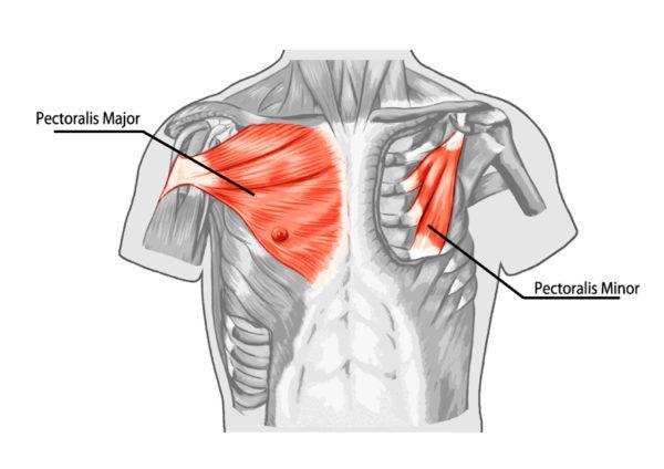 домашний тренинг для груди - анатомия малой грудной