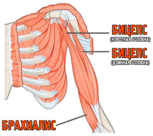 анатомия двуглавой мышцы плеча