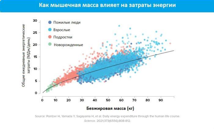 график изменения скорости обмена веществ у людей разного возраста