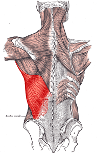 анатомия широчайшей на спине