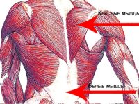 Медленные и быстрые мышечные волокна: свойства и функции