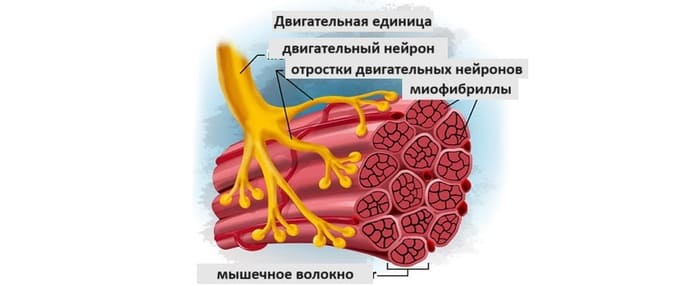 десять подходов на три повторения - научное обоснование