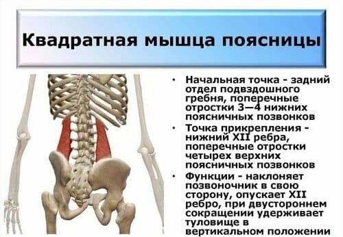 квадратная мышца поясничного отдела помогает при упражнении